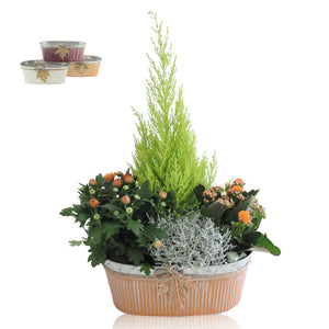 Oval Zinc Plant Arrangement – 30cm