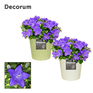 Blue Campanula ‘Napoli’ – 13cm Ceramic Pot
