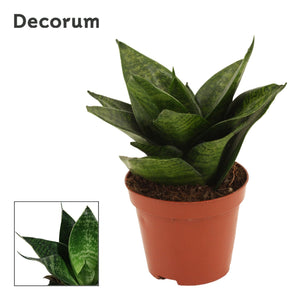 Green Hahnii Snake Plant (Sansevieria trifasciata) – 9cm Pot