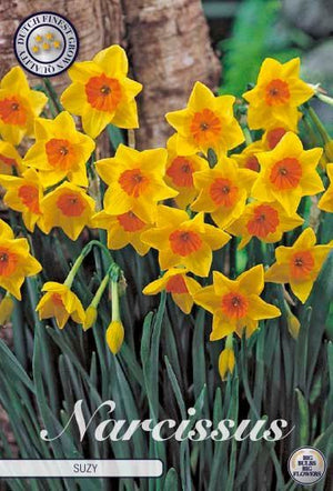 Narcissus ‘Suzy’ Daffodil Flower Bulbs – 5 Bulbs
