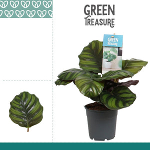 Calathea fasciata Prayer Plant – 12cm Pot, 30cm High