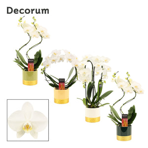 White Phalaenopsis Orchid – 12cm Pot, 45cm Tall