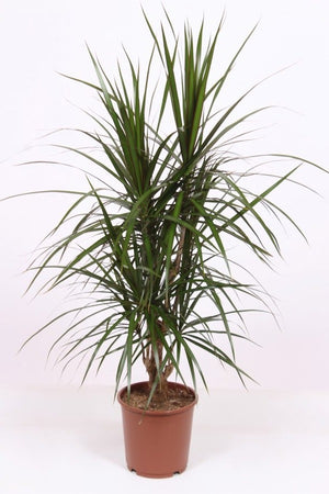 Dragon Tree (Dracaena marginata) – 24cm Pot, 120cm High