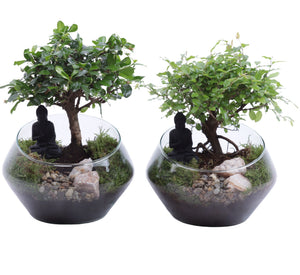 Indoor Bonsai Tree – 20cm Glass UFO Pot