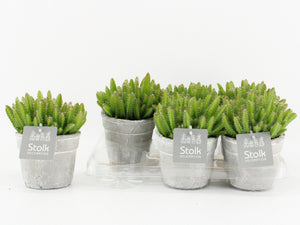 Dragon Fruit Cactus (Hylocereus undatus) – 11cm Whitewash Pot
