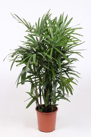 Lady Palm (Rhapis excelsa) – 27cm Pot, 140cm Tall