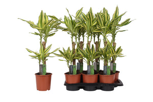 Dracaena fragrans ‘Yellow Coast’ – 17cm Pot, 80cm High