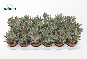 Panda Plant (Kalanchoe tomentosa ‘Nigra’) – 8.5cm Pot