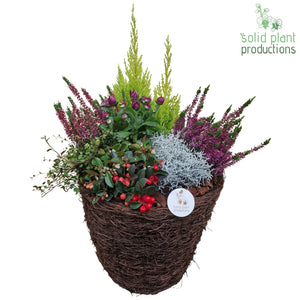 XXL Salim Basket Plant Arrangement – 38cm