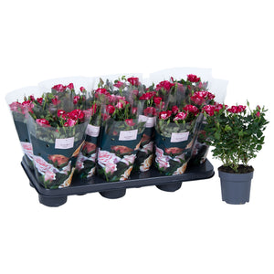 Pink Patio Rose (Rosa) – 10.5cm Pot