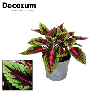 Coleus ‘Ruby Road’ – 13cm Pot