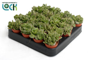 Ladismithiensis Cotyledon Succulent – 5.5cm Pot