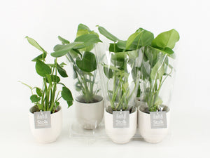 Swiss Cheese Plant (Monstera deliciosa) – 13cm Ceramic Pot