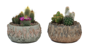 Mixed Cactus Display in Tacana Ceramic – 17cm Pot
