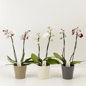 Mixed Phalaenopsis Orchid – 3 Stem, 12cm Ceramic Pot