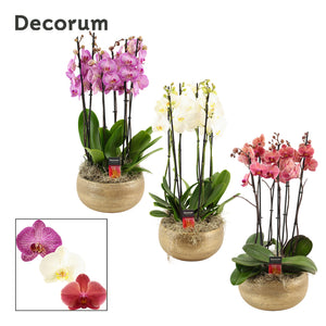 Mixed Phalaenopsis Orchid Collection – 27cm Pot