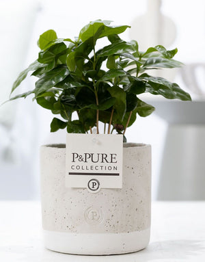 Arabica Coffee Plant (Coffea arabica) – 12cm Jade Pot