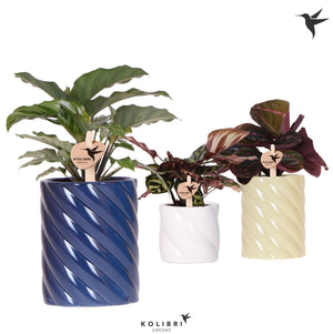 Mixed Calathea Houseplant – 9cm Ceramic Pot