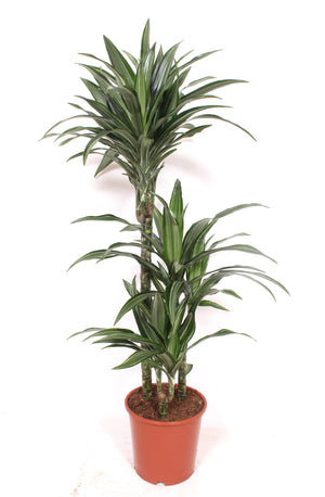 Dracaena fragrans ‘Deremensis’ – 21cm Pot, 120cm