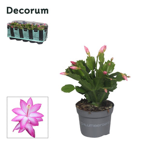 Christmas Cactus (Schlumbergera) – 10.5cm Pot