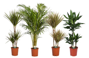 Mixed Indoor Houseplant – 21cm Pot, Approx. 95cm Tall