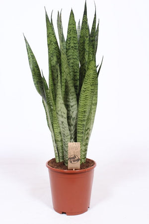 Sansevieria zeylanica – 21cm Pot, Approx. 75cm High