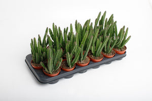 Stapelia leendertziae Succulent – 8.5cm Pot