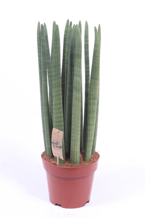 Cylindrical Snake Plant (Sansevieria cylindrica) – 21cm Pot