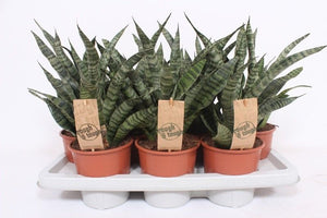 Cylindrical Snake Plant (Sansevieria cylindrica) – 14cm Pot