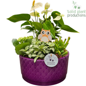 Stella Purple Orchid Arrangement – 22cm Ceramic Pot