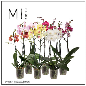 Mixed Phalaenopsis Orchid – 2 Stem, 12cm Pot