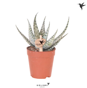 Aloe Bronze Lizard – 9cm Pot