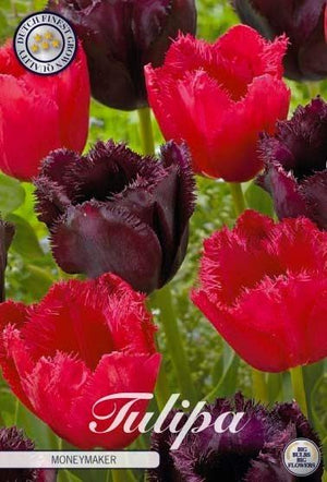 Tulipa ‘Garden Moneymaker’ Flower Bulbs – 12/+