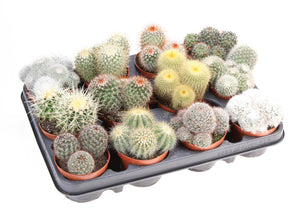 Mixed Cactus Collection – 8.5cm Pot