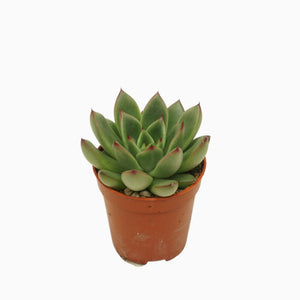 Echeveria ‘Red Tips’ Succulent – 5.5cm Pot