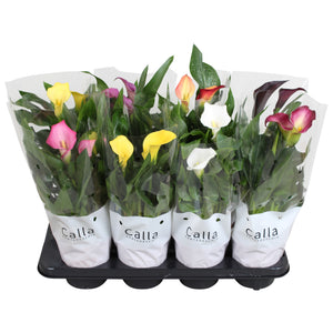 Mixed Zantedeschia Calla Lily – 13cm Pot, 45cm High
