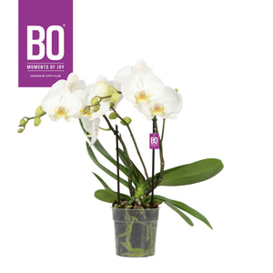 White Phalaenopsis Orchid – 2 Stem, 12cm Pot