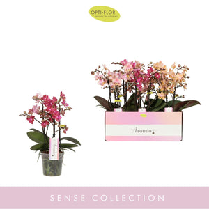 Mixed Phalaenopsis Orchid – 12cm Pot, 35cm High