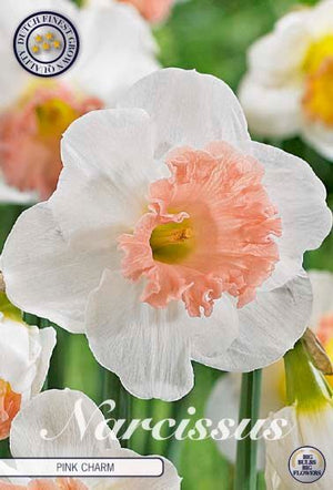 Narcissus ‘Pink Charm’ Daffodil Bulbs – Size 14/16