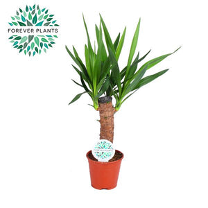 Yucca Houseplant – 14cm Pot, 60cm High