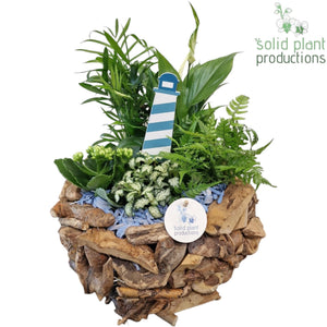 Blue Driftwood Plant Arrangement – 31cm
