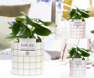 Peperomia Raindrop Houseplant – 12cm Pot
