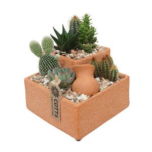 Mixed Cactus and Succulent Arrangement – 18cm Terracotta Pot