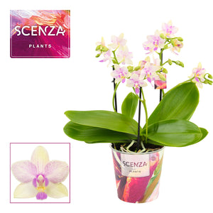 Phalaenopsis Orchid ‘Dazzling Blossom Bliss’ – 12cm Pot