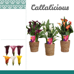 Mixed Zantedeschia Calla Lily – 12cm Pot, 35cm High