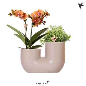 Orange Phalaenopsis Orchid Arrangement – 18cm Ceramic Pot