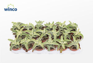 Kalanchoe ‘Maltese Cross’ – 8.5cm Pot