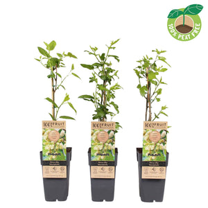 White Mulberry ‘Macrophylla’ (Morus alba) – 15cm Pot