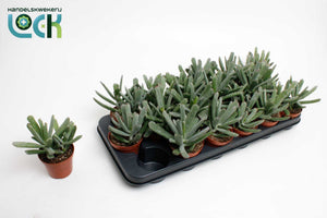 Cotyledon Octopus Succulent – 8.5cm Pot
