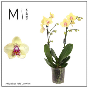 Orange Phalaenopsis Orchid – 2 Stem, 12cm Pot